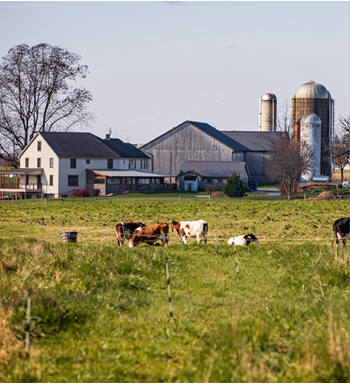 a farm with goats