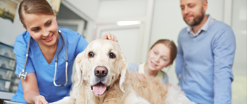 a vet with a golden retriever 